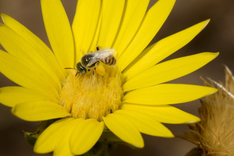 Texas Sleepydaisy photo 5
