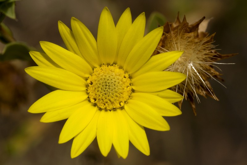 Texas Sleepydaisy photo 2