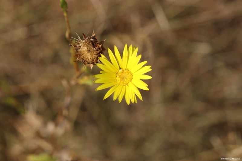 Texas Sleepydaisy photo 2