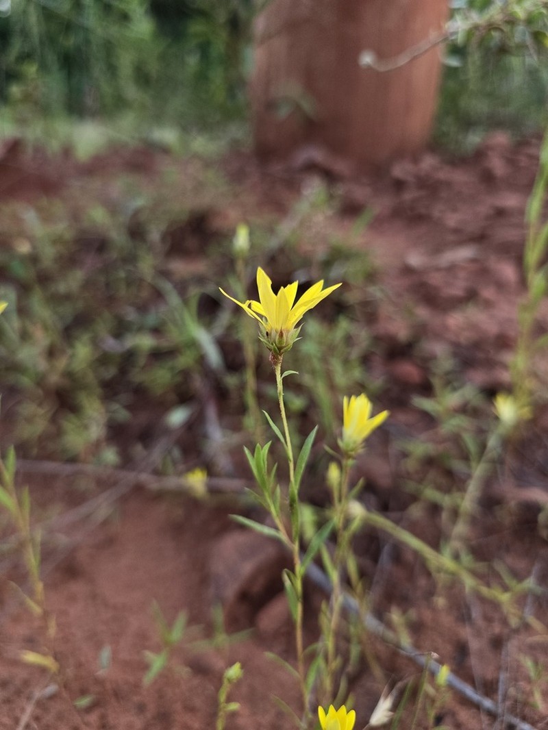Texas Sleepydaisy photo 3