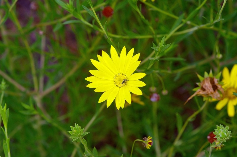 Texas Sleepydaisy photo 5