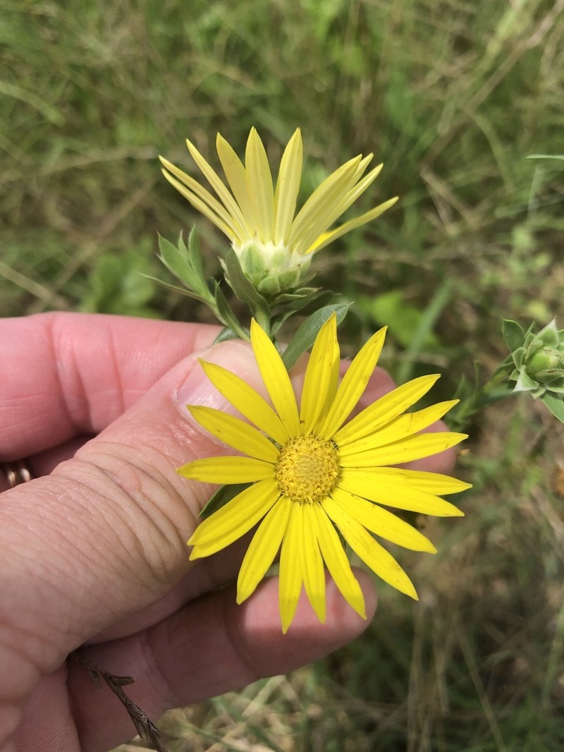 Texas Sleepydaisy photo 6