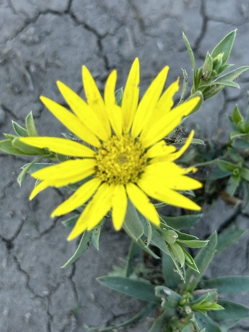 Texas Sleepydaisy photo 7