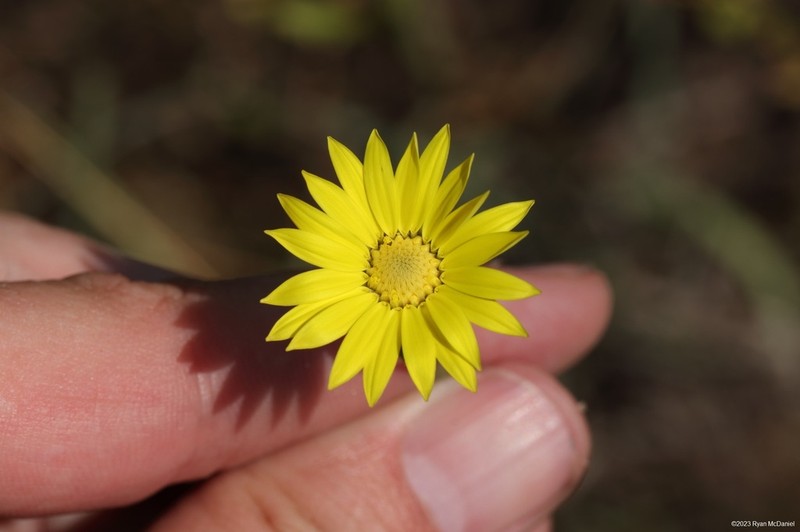 Texas Sleepydaisy photo 8