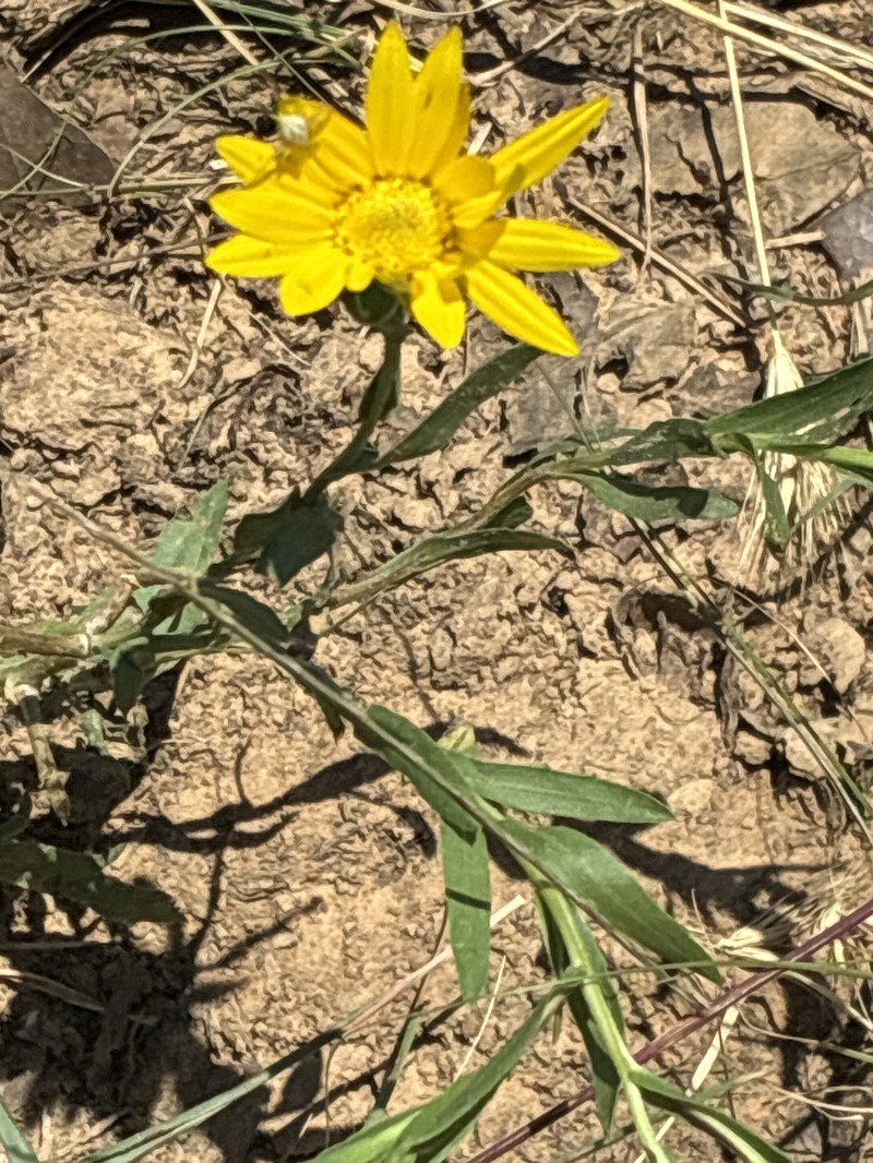 Xanthisma texanum var. drummondii