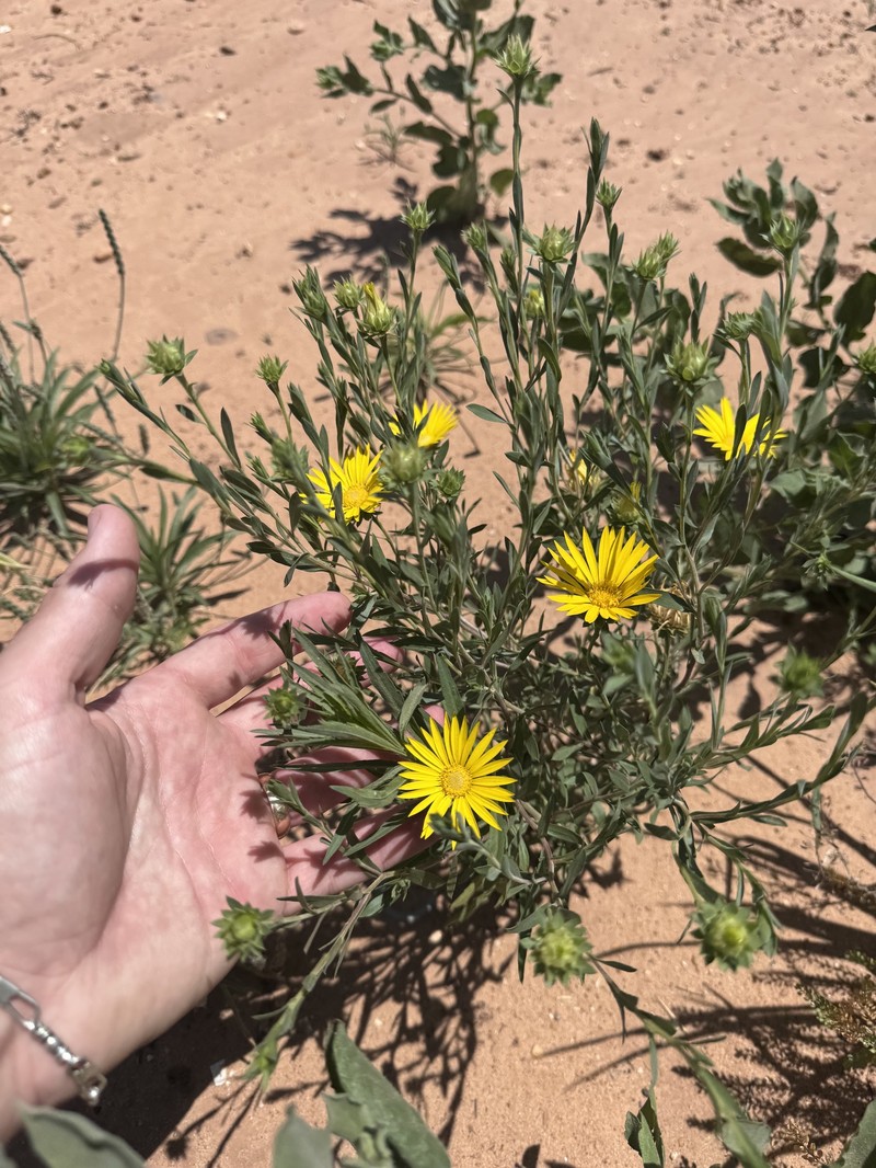 Xanthisma texanum var. drummondii photo 3