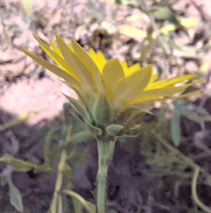 Xanthisma texanum var. drummondii photo 4