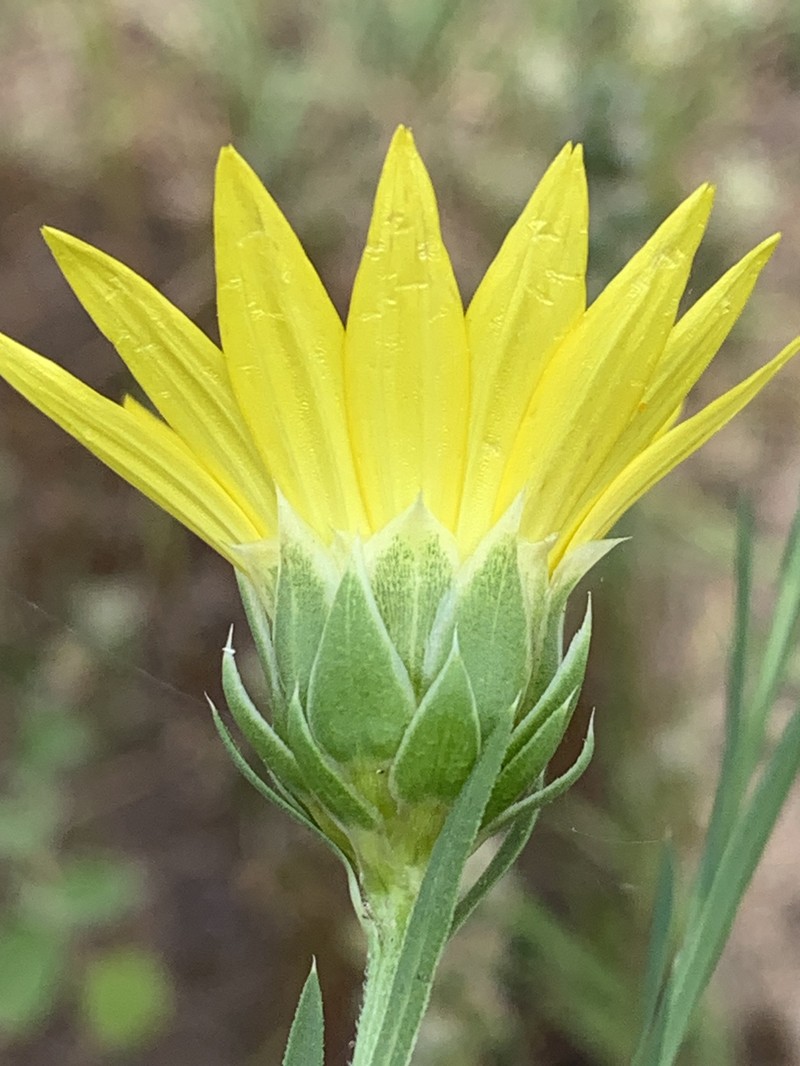 Xanthisma texanum var. drummondii photo 5