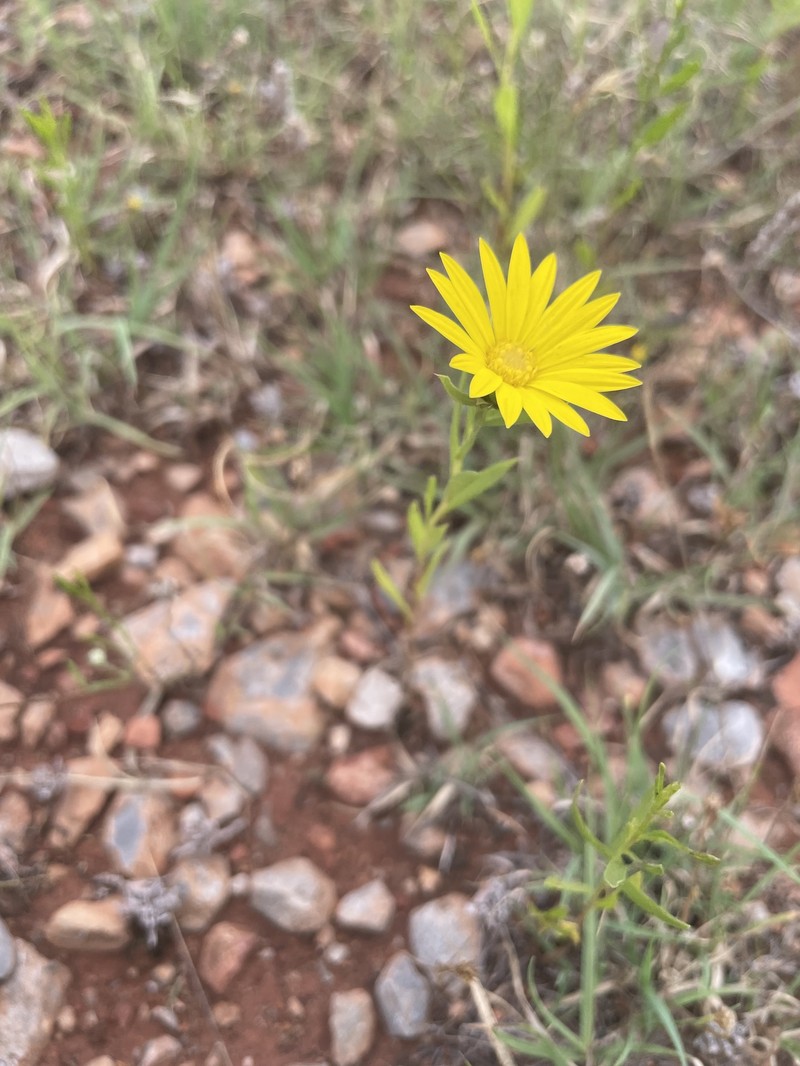 Xanthisma texanum var. drummondii photo 8