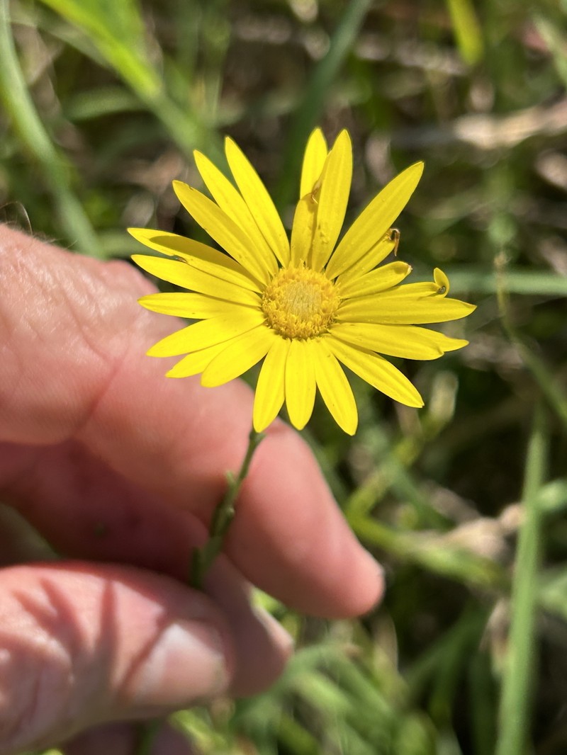 Xanthisma texanum var. orientale