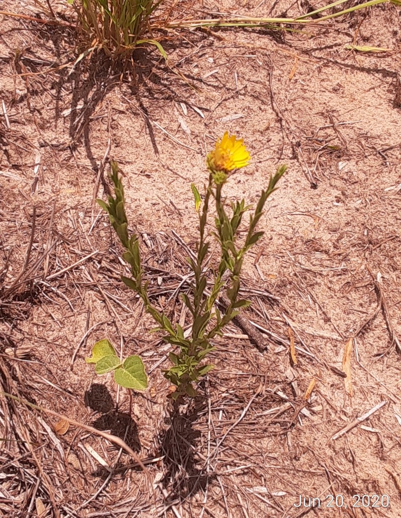 Xanthisma texanum var. orientale photo 2