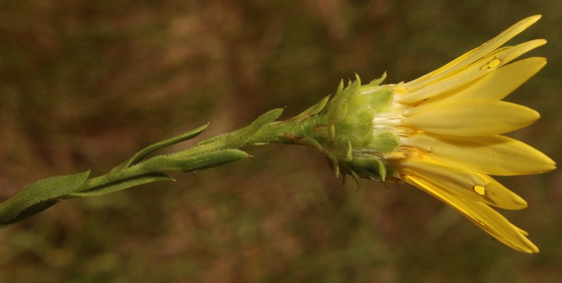 Xanthisma texanum var. orientale photo 3