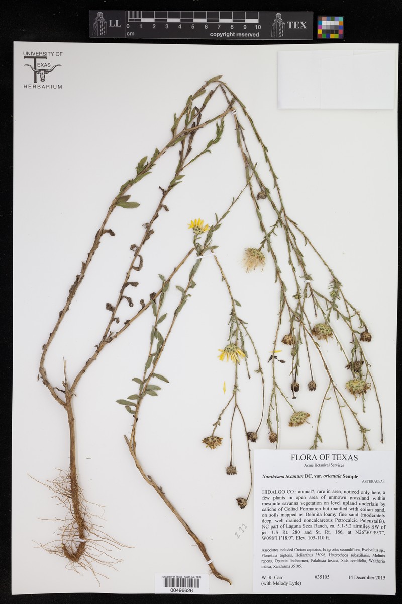 Xanthisma texanum var. orientale photo 5