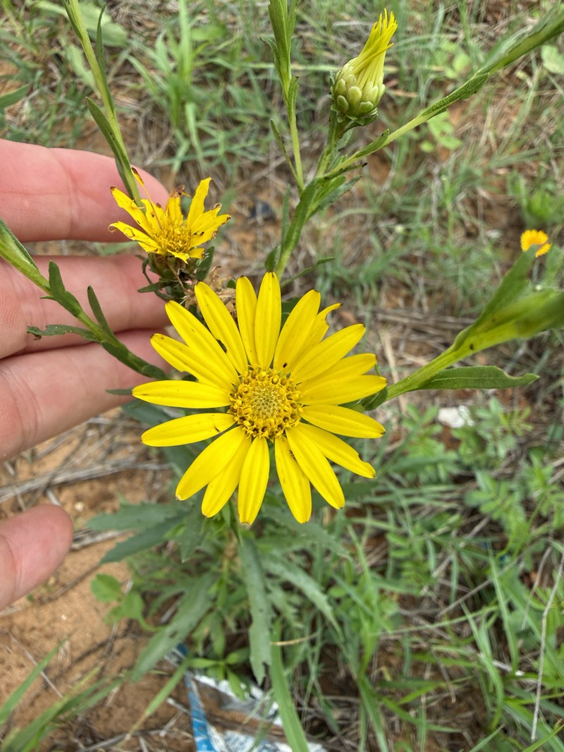 Xanthisma texanum var. texanum