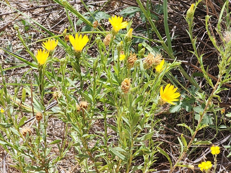 Xanthisma texanum var. texanum photo 3