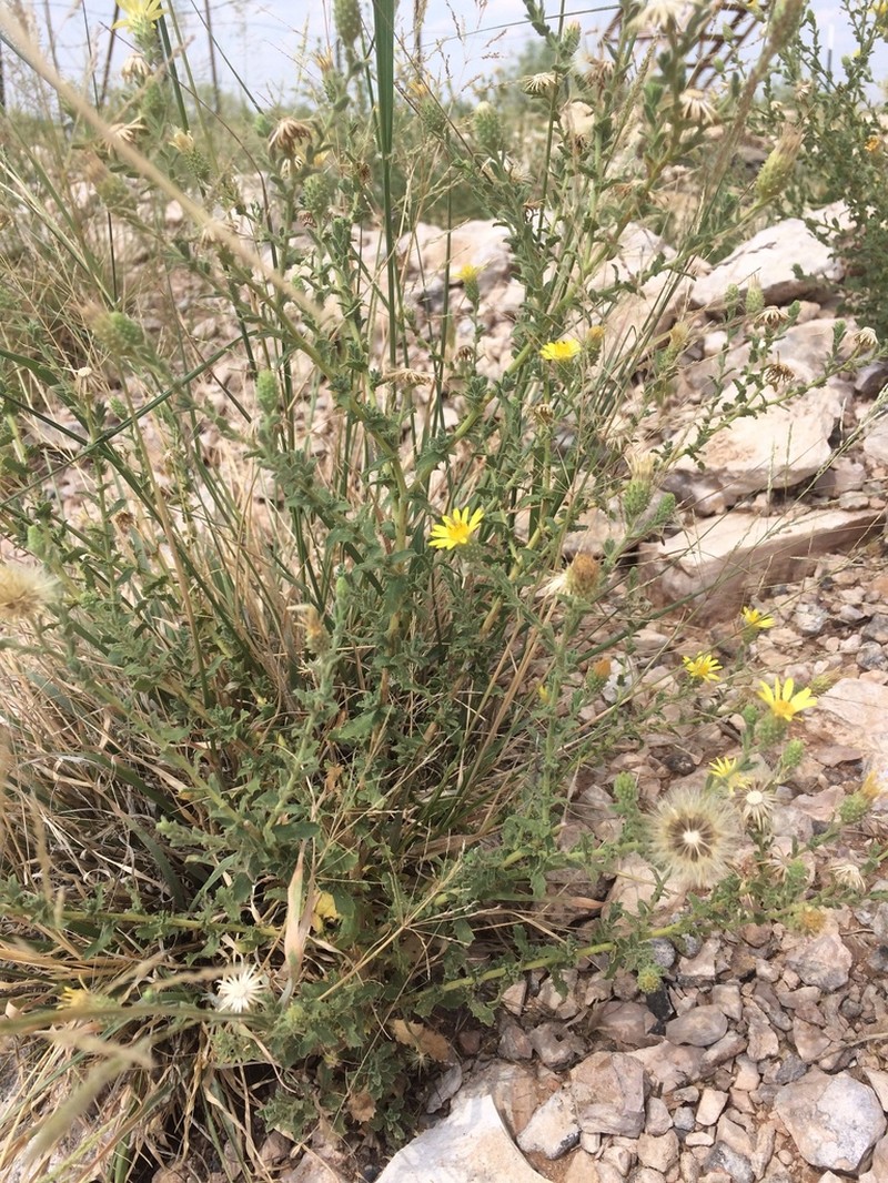 Sticky Tansyaster