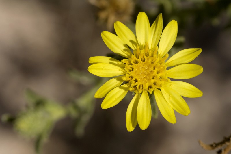 Sticky Tansyaster photo 2