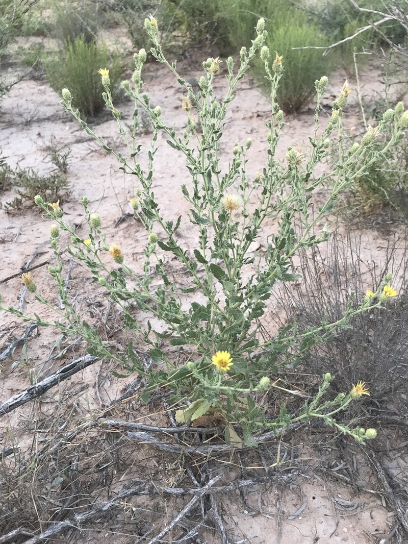 Sticky Tansyaster photo 5