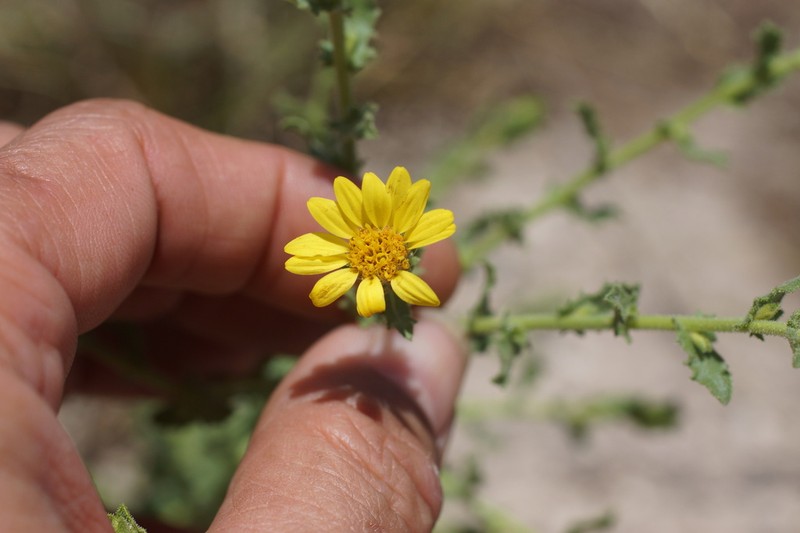 Sticky Tansyaster photo 7