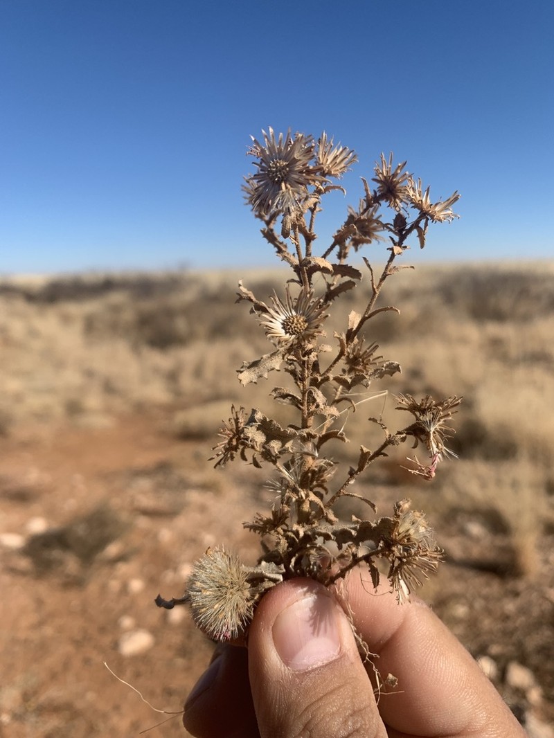 Sticky Tansyaster photo 8