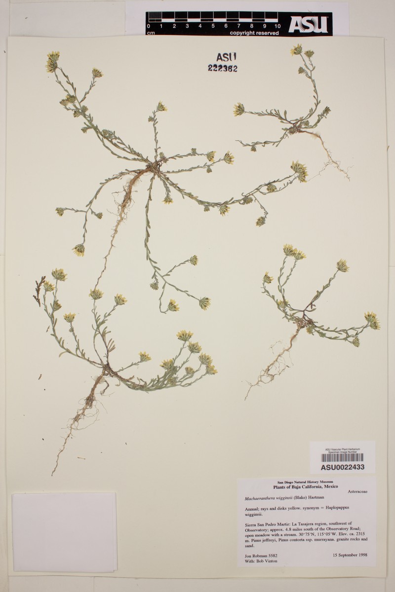 Xanthisma wigginsii