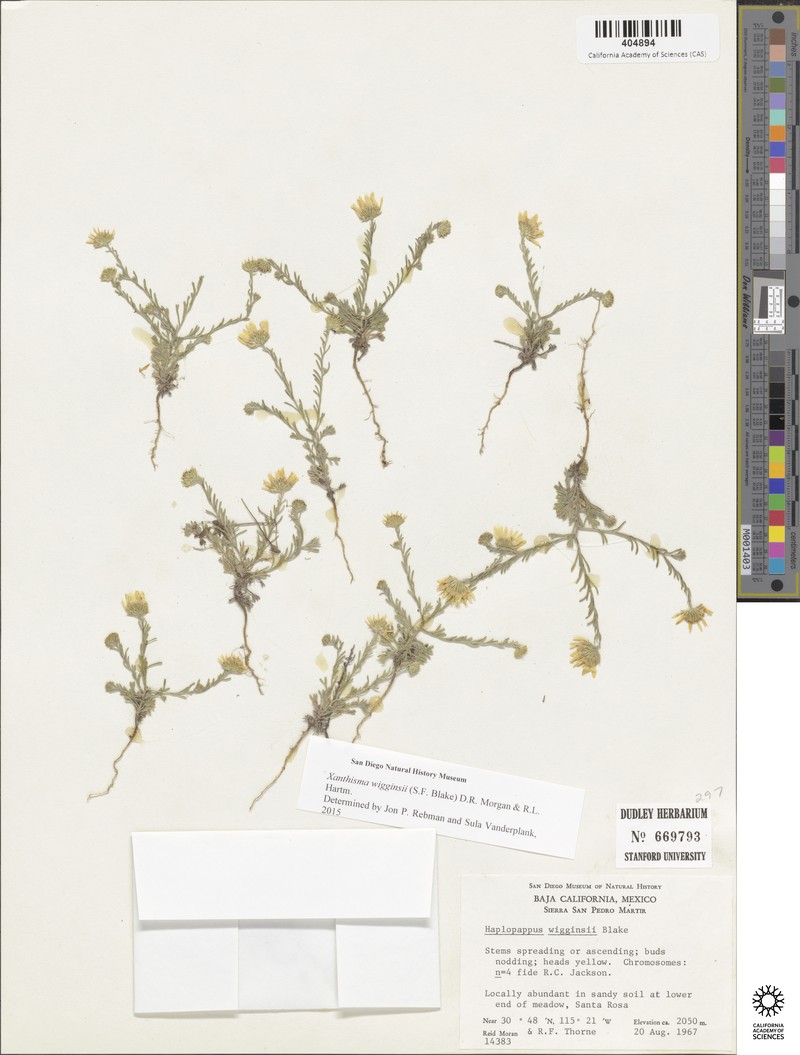 Xanthisma wigginsii photo 2
