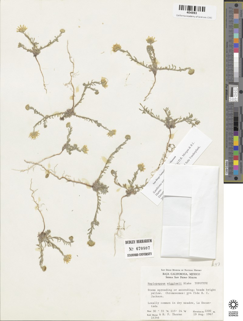 Xanthisma wigginsii photo 3