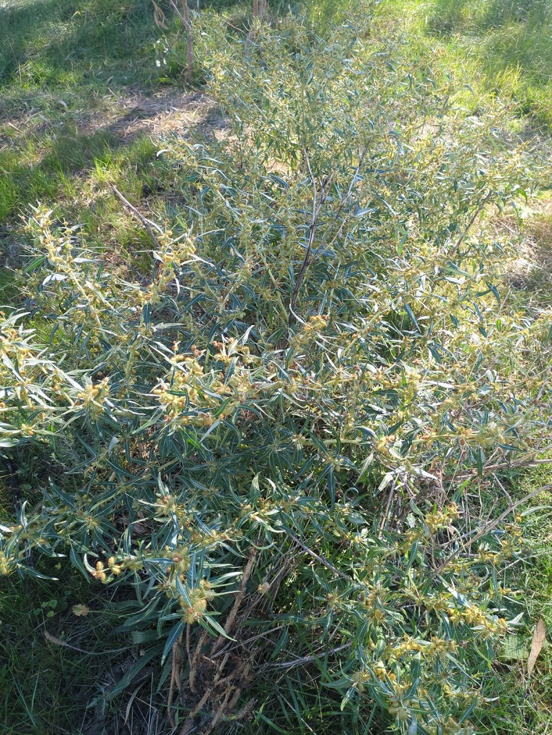 Xanthium catharticum