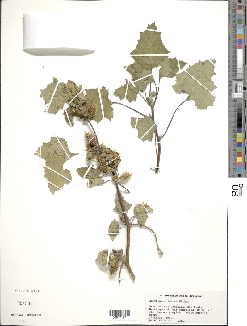 Xanthium chinense