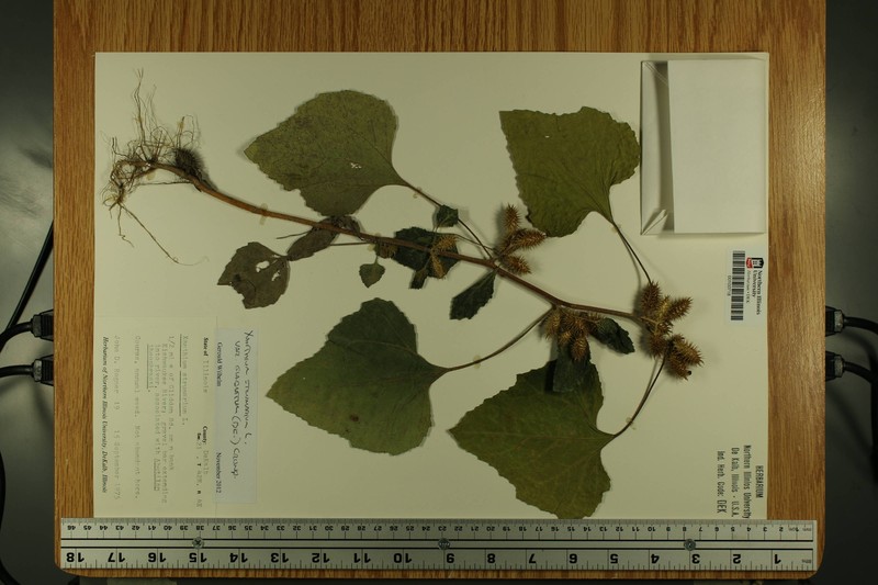 Xanthium chinense photo 3