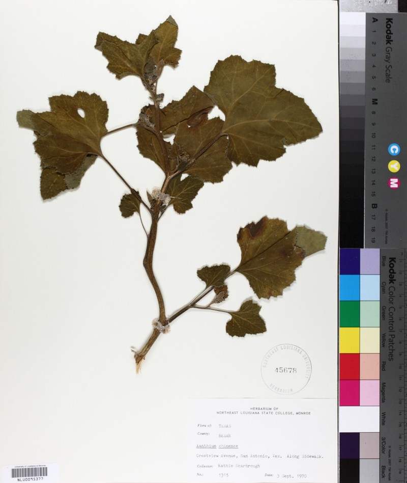 Xanthium chinense photo 4