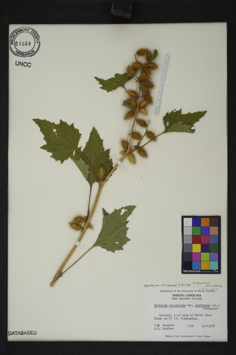 Xanthium chinense photo 5