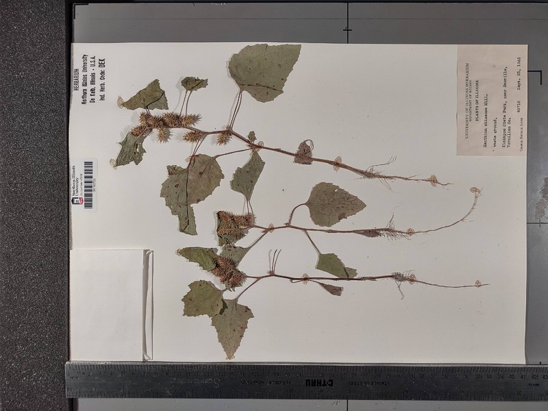 Xanthium chinense photo 6
