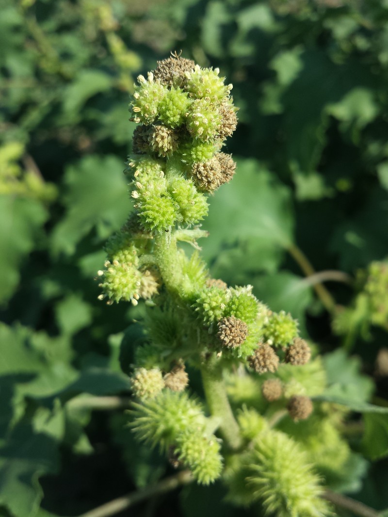 Xanthium orientale