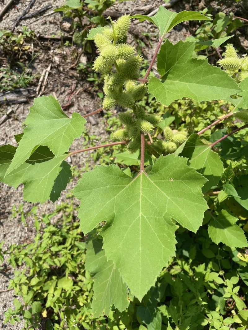 Xanthium orientale photo 2