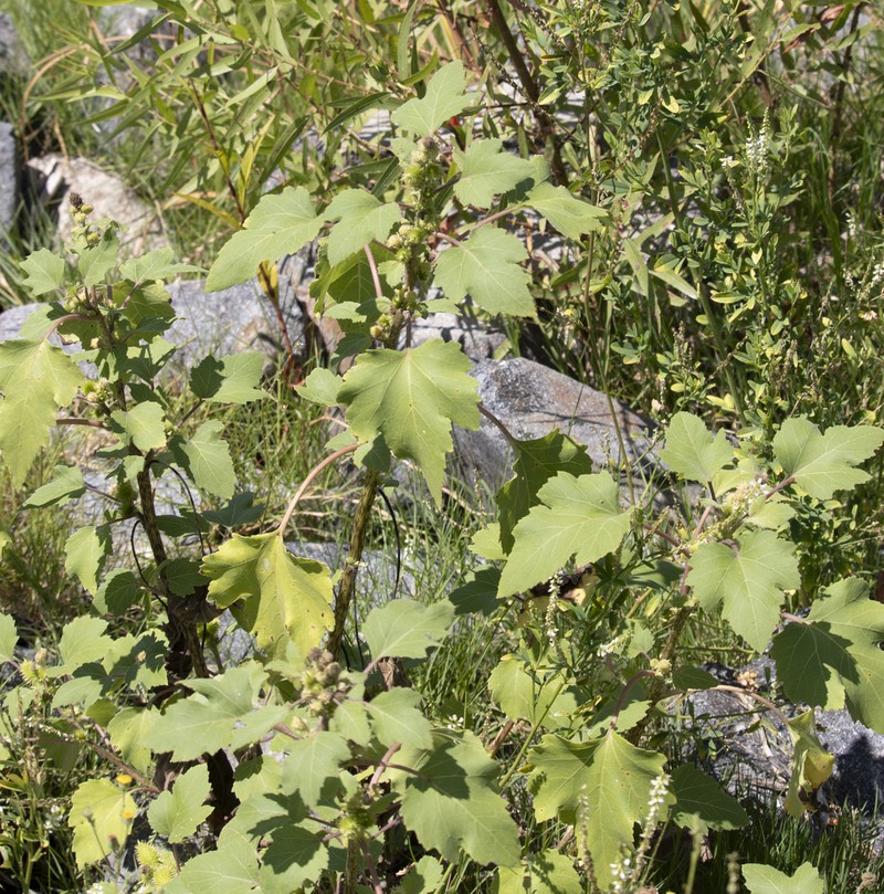 Xanthium orientale photo 3