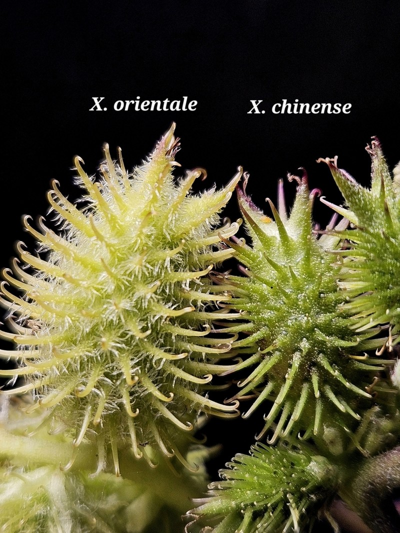 Xanthium orientale photo 4
