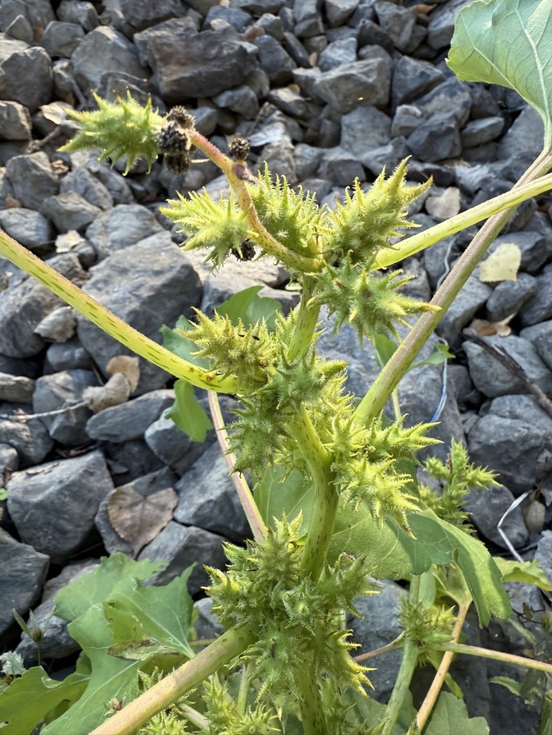Xanthium orientale photo 5