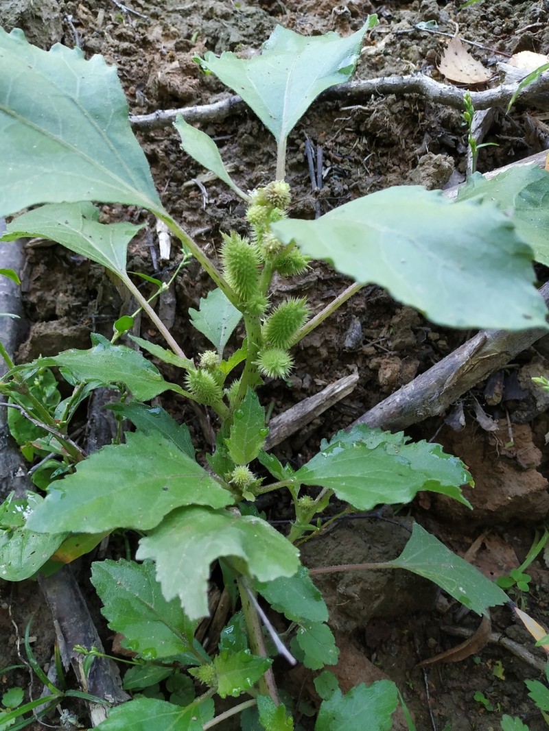 Xanthium orientale photo 6