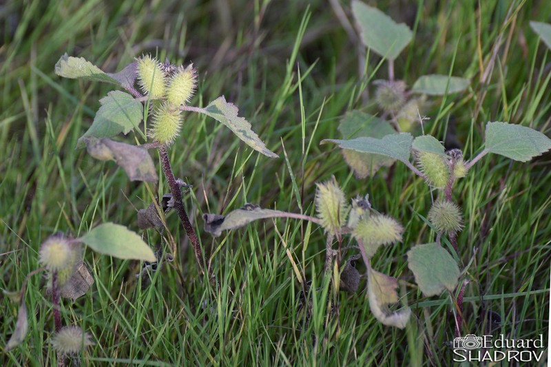 Xanthium orientale photo 7
