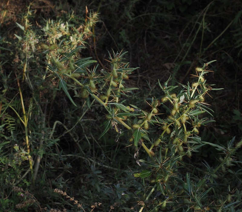 Spiny Cocklebur photo 5
