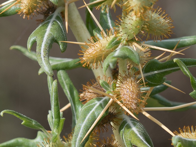 Spiny Cocklebur photo 8