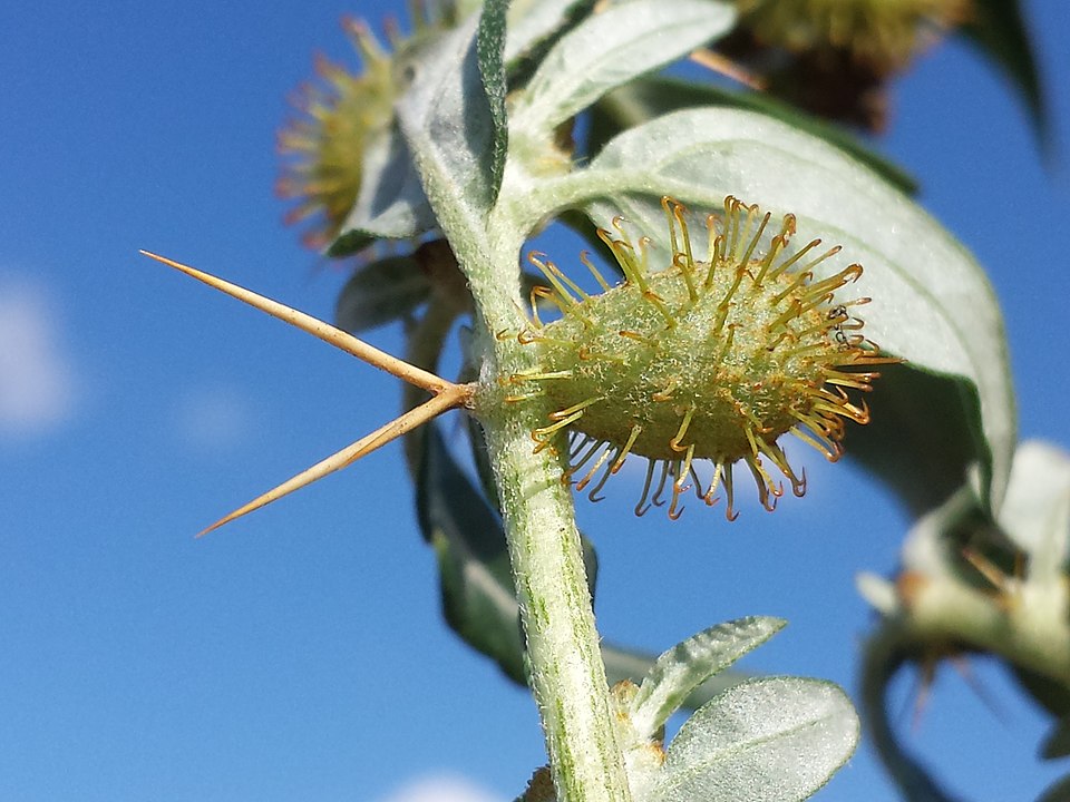 Spiny Cocklebur photo 5