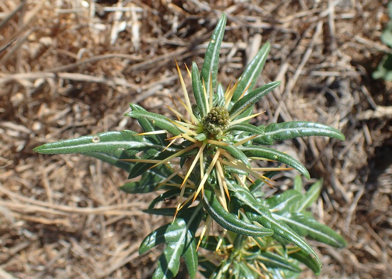 Spiny Cocklebur photo 2