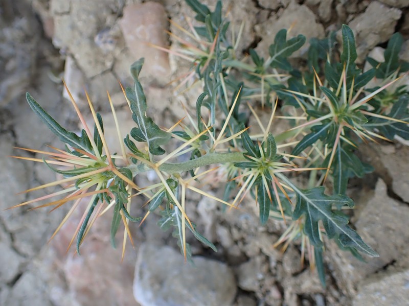 Spiny Cocklebur photo 3