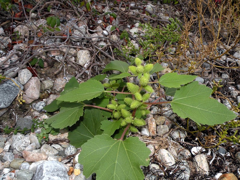 Rough Cocklebur photo 7