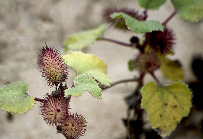 Rough Cocklebur photo 8