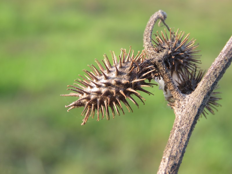Rough Cocklebur photo 3