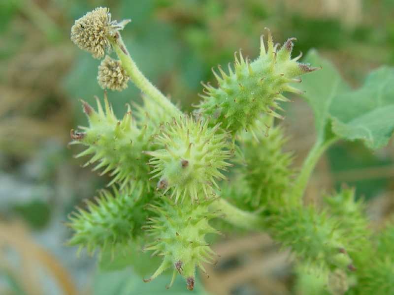 Rough Cocklebur photo 4