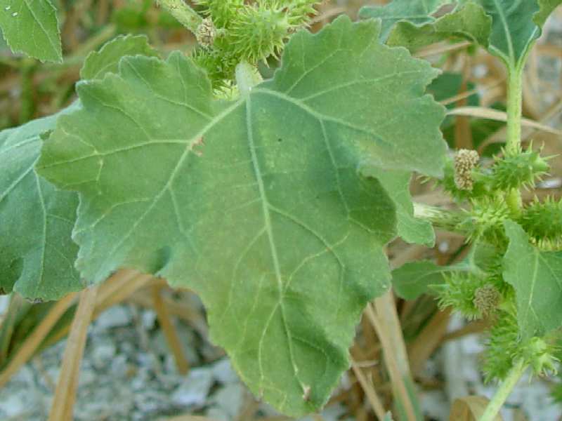 Rough Cocklebur photo 5